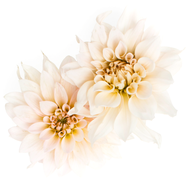 wedding_dahlias
